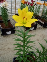 [1631 Oriolo No02.JPG]